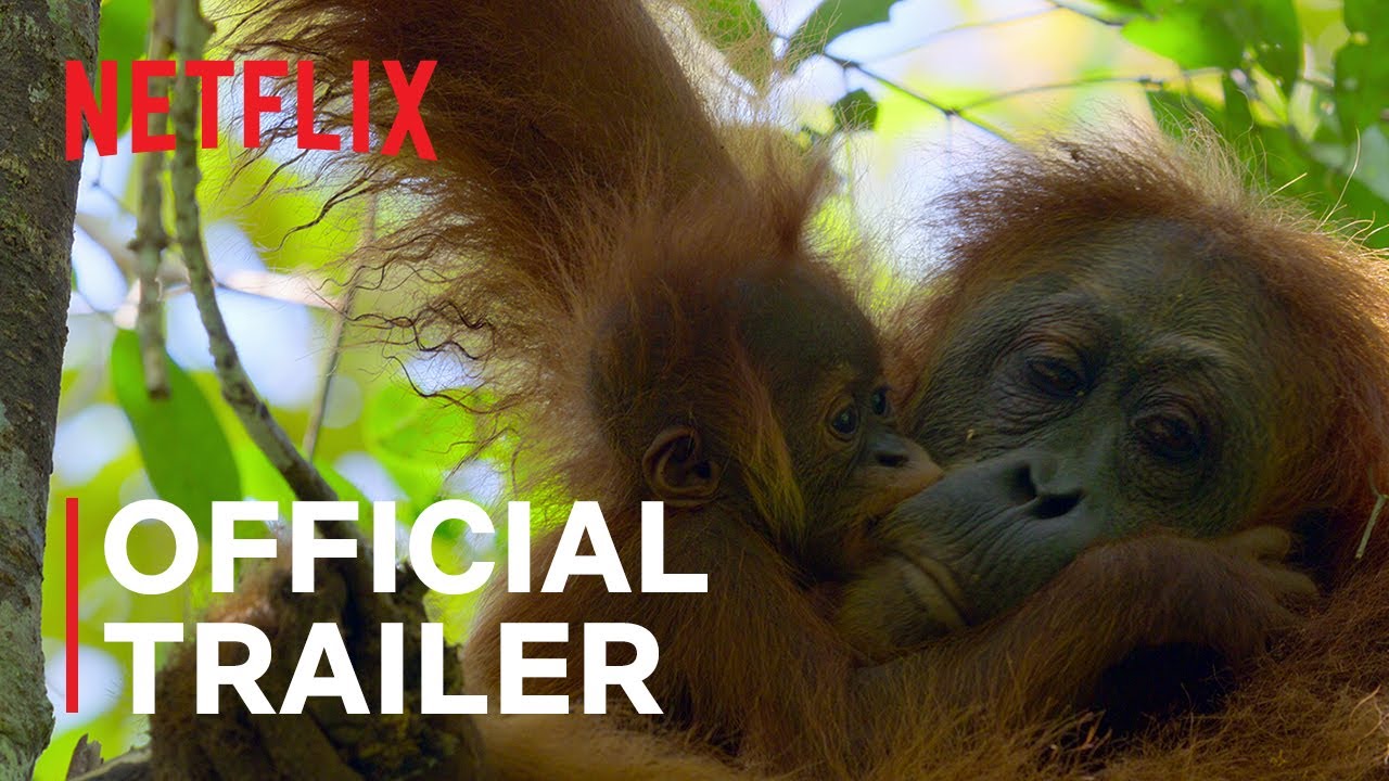 Secret Lives of Orangutans Trailer