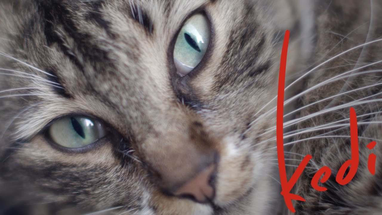 Kedi Trailer